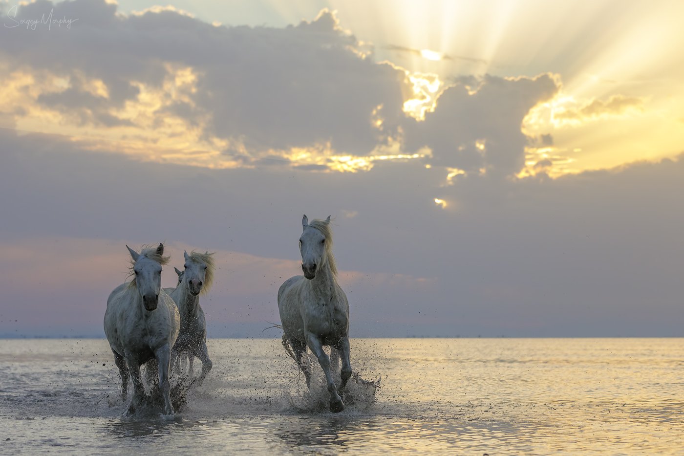 camargue horses, Sergey Merphy