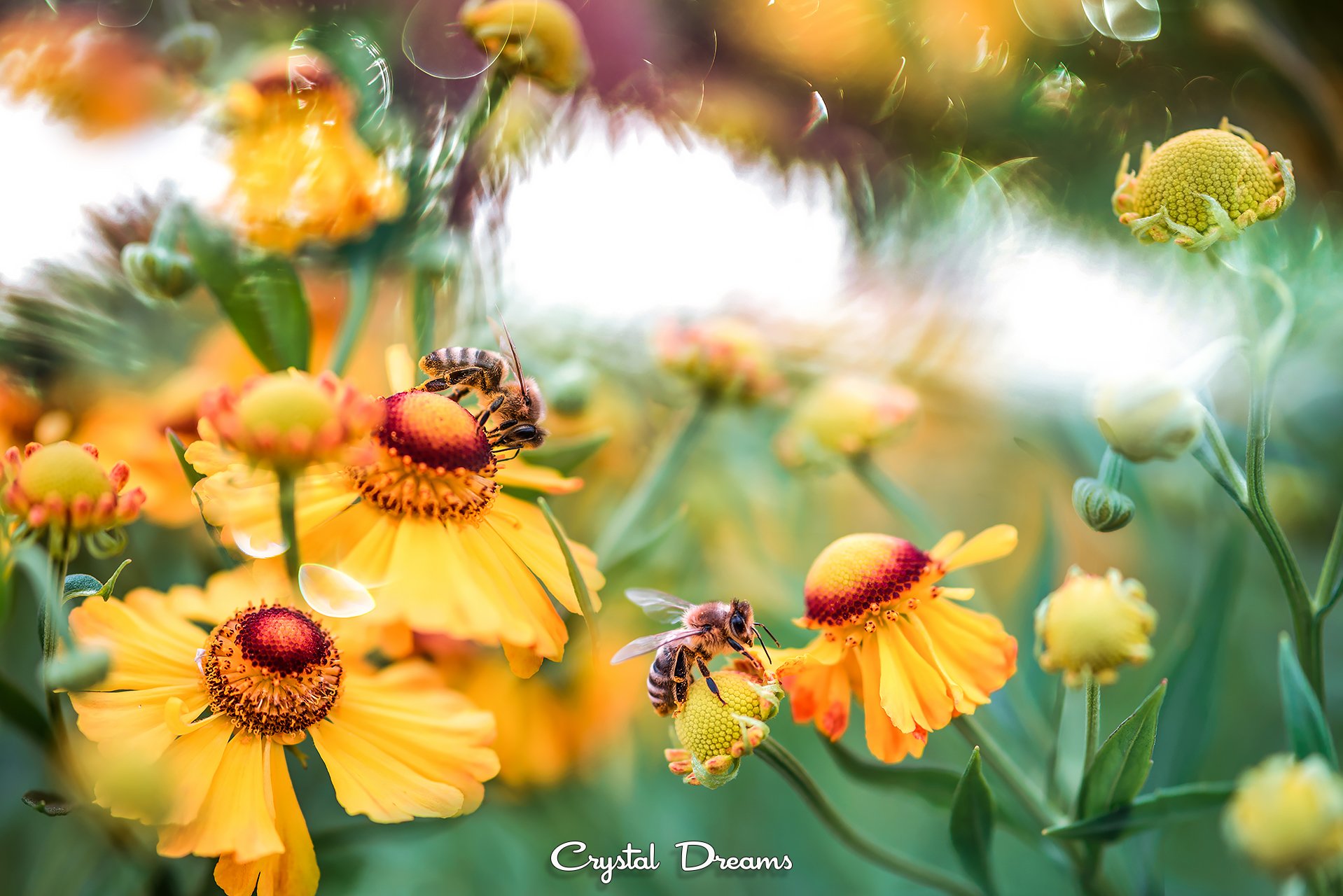crystal dreams, macro, summer, color, art, nature, #save_the_bees, bees, Татьяна Крылова