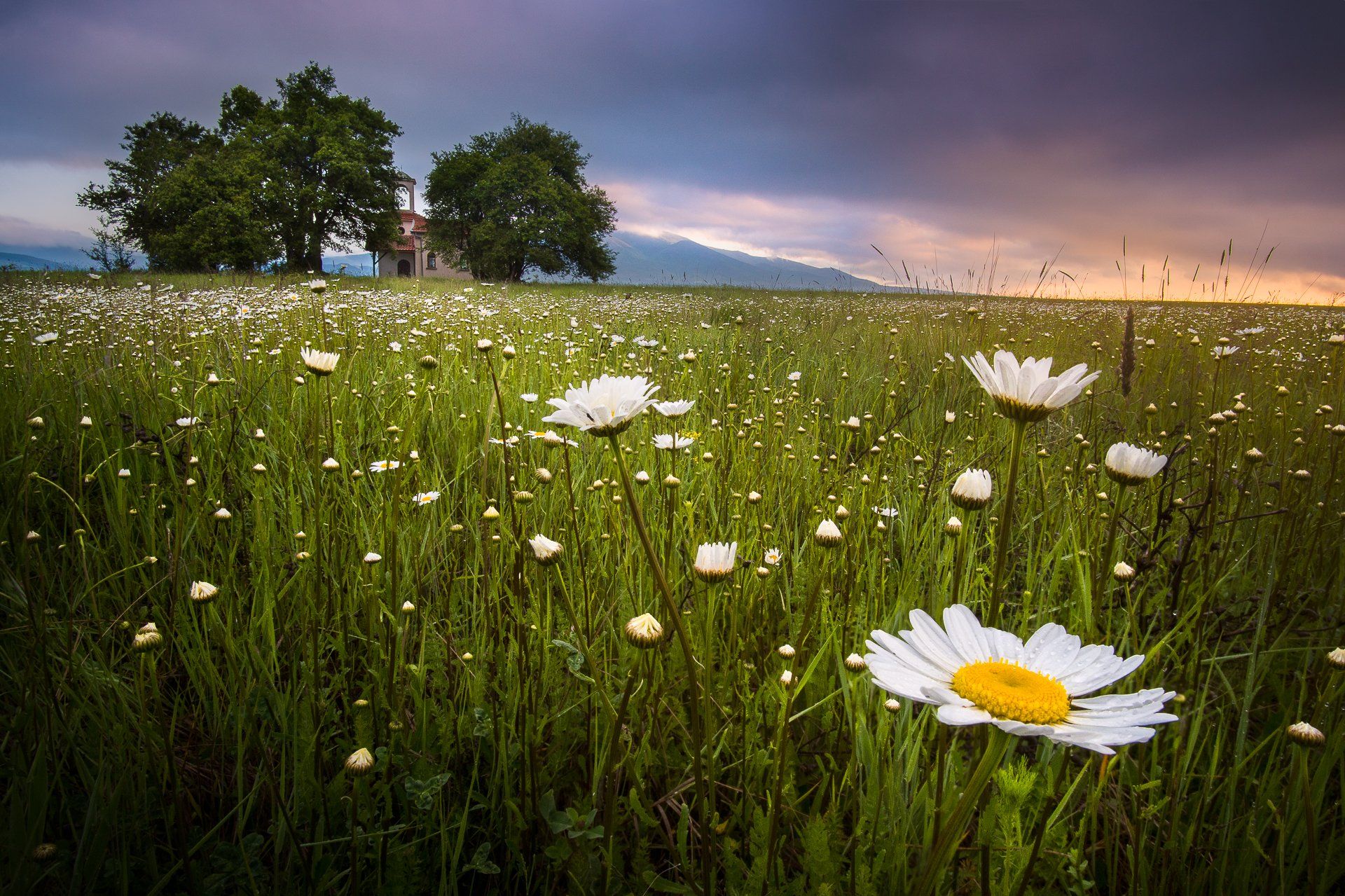 bulgaria, daisy, sunrise, flowers, spring, mountains, chapel, Mая Врънгова