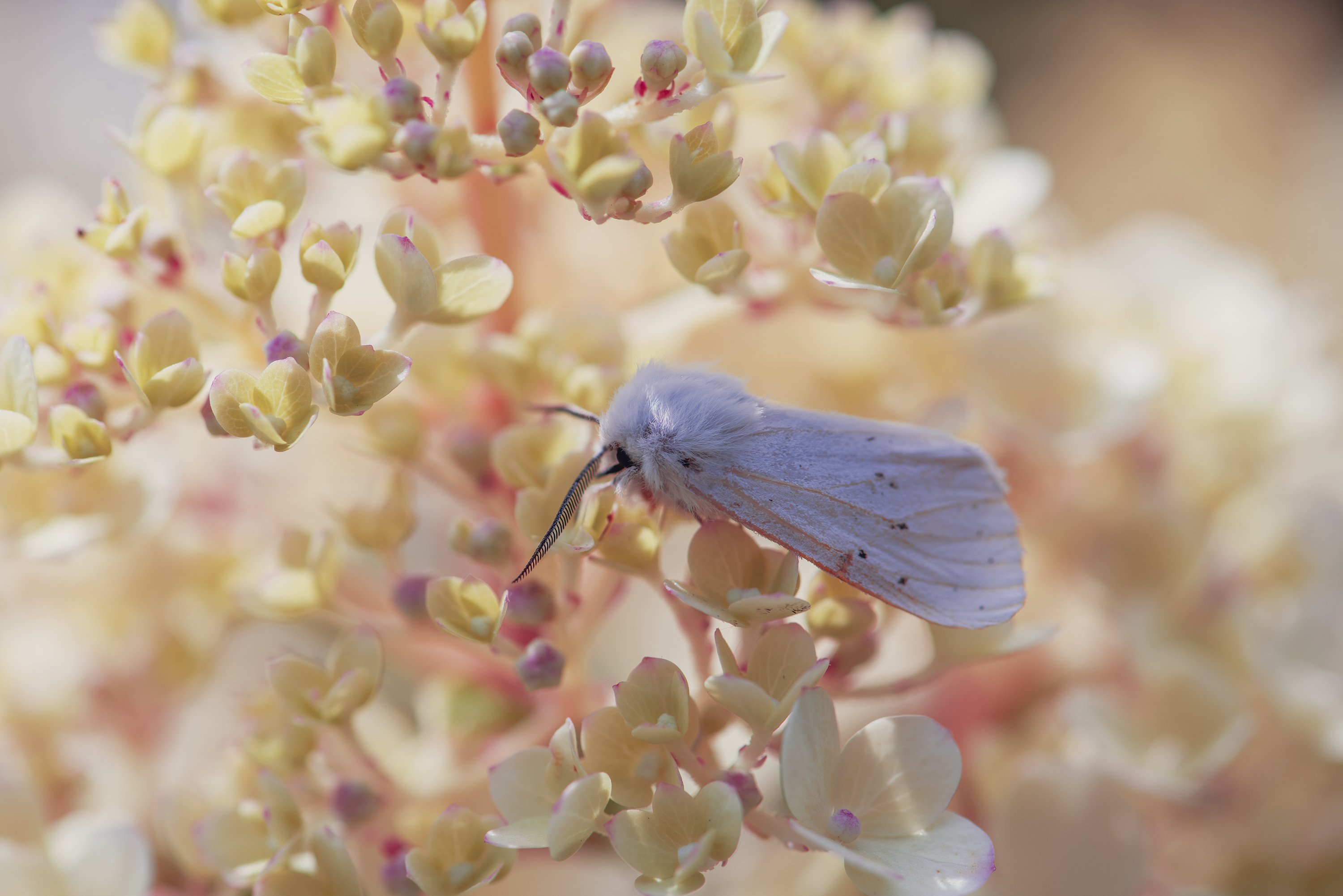 ночная бабочка мотылек цветы нежность макро, Анастасия Третьякова