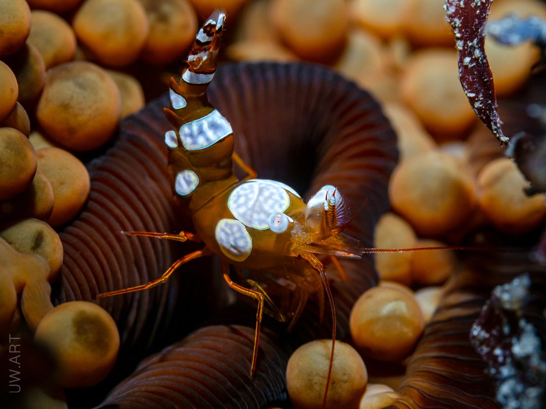 shrimp, macro, underwater, closeup, , Андрей Савин