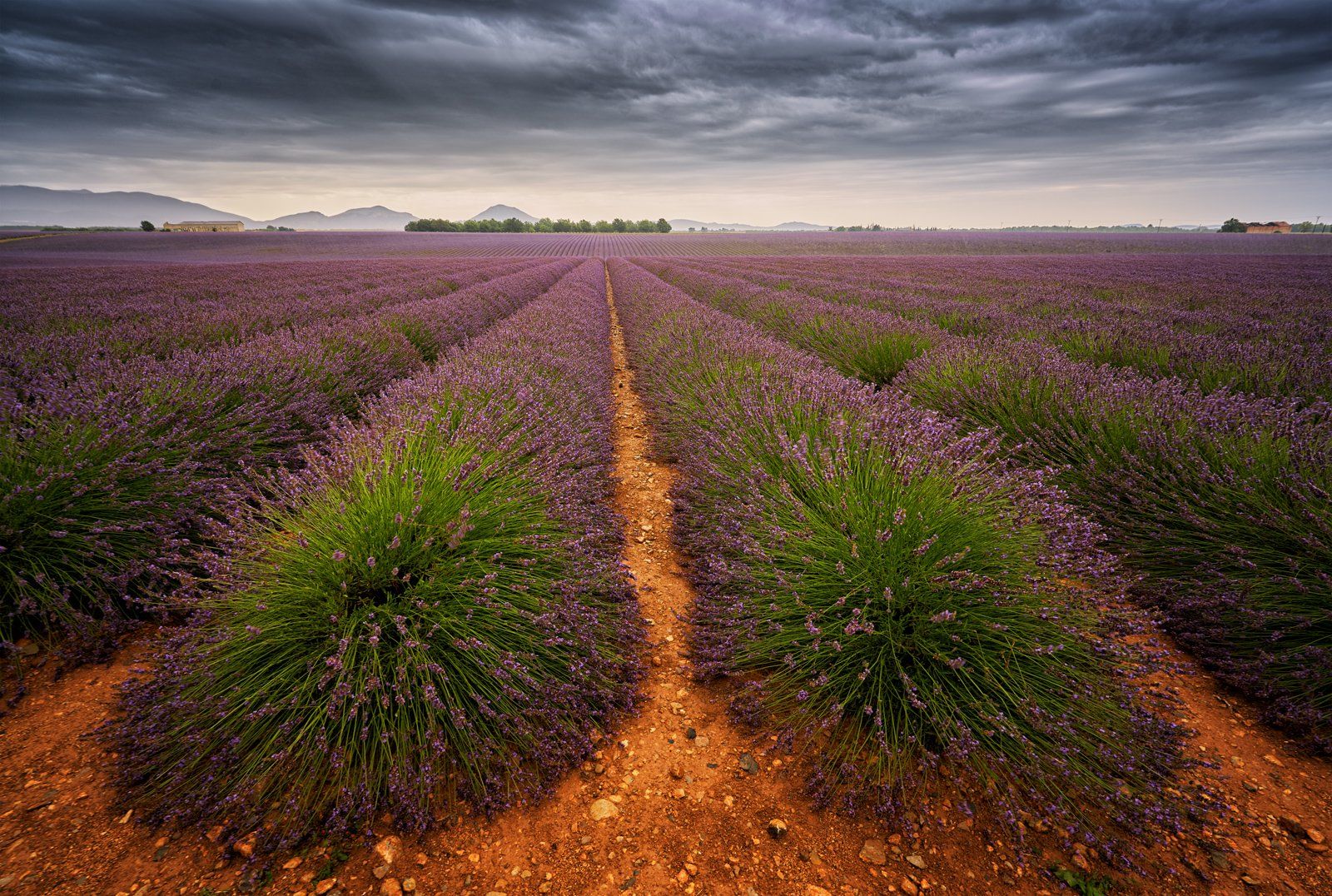 laveder, valensole, dramatic sky, field, outcast, purple, Сергей Курля