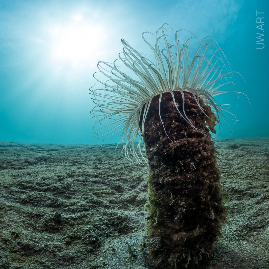anemone, underwater, CFWA, reef, sea, ocean, , Андрей Савин