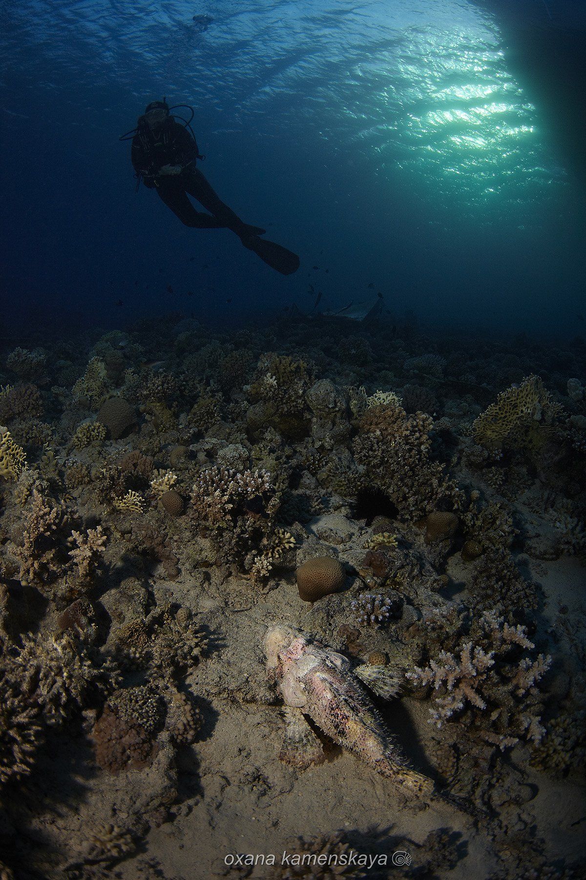 underwater blue scorpenf fish coral diver, Оксана Каменская