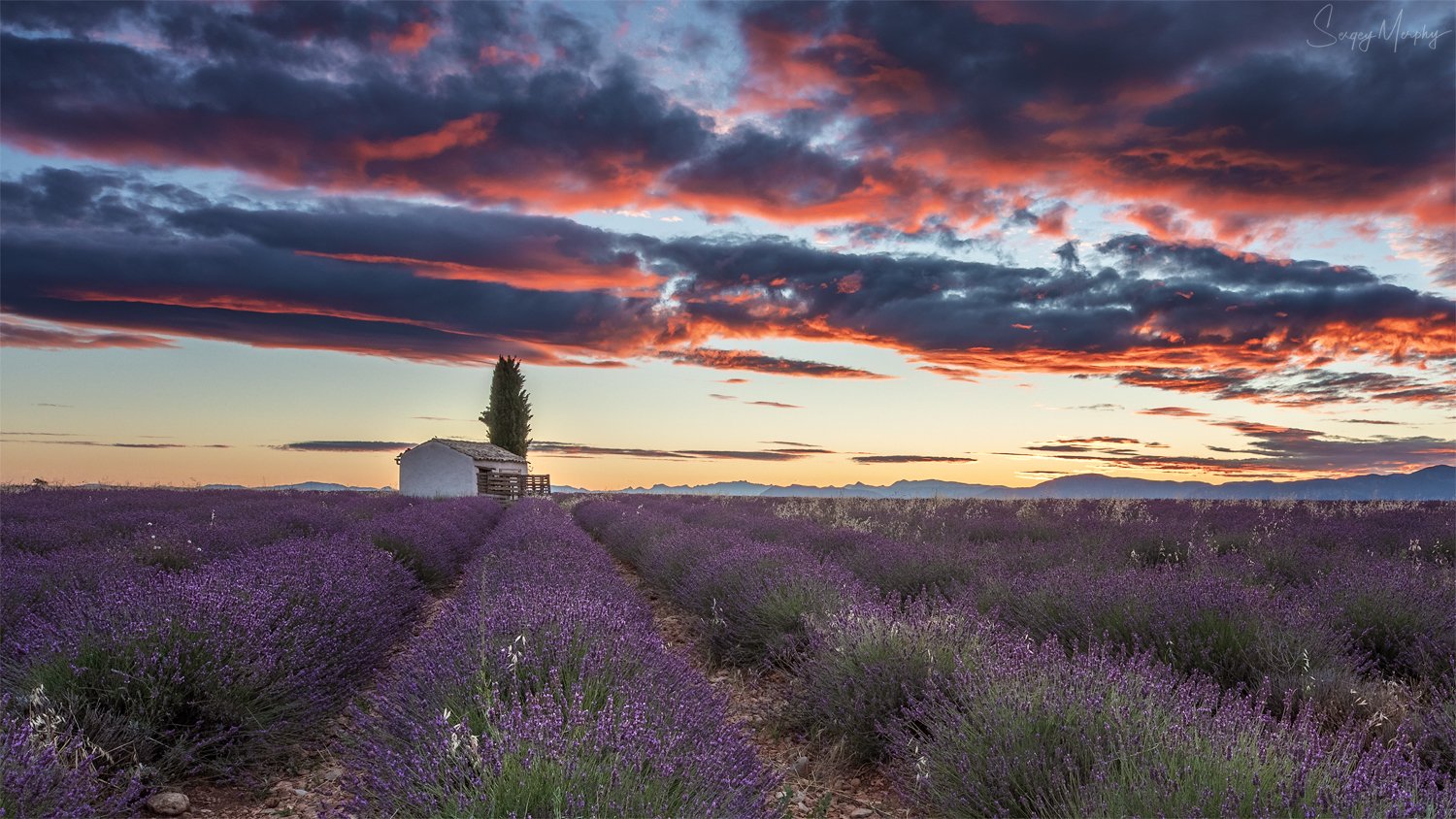 lavender fields sunrise, Sergey Merphy