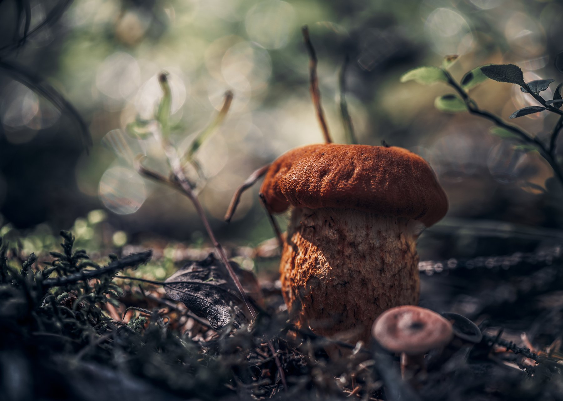 гриб природа лес боке, Анастасия Третьякова