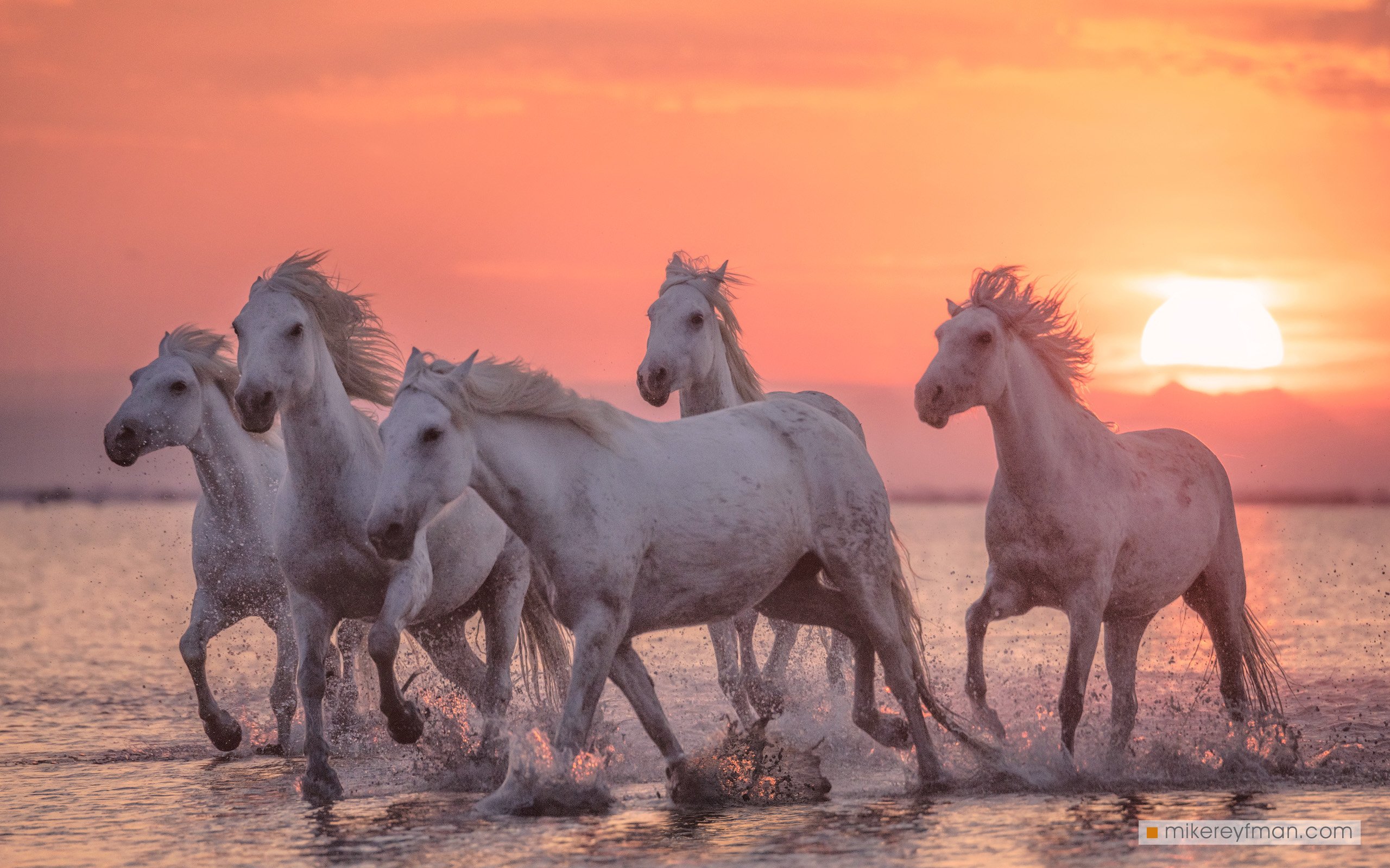 camargue, horses, horse, provence, france, water, sunrise, power, beauty., Майк Рейфман
