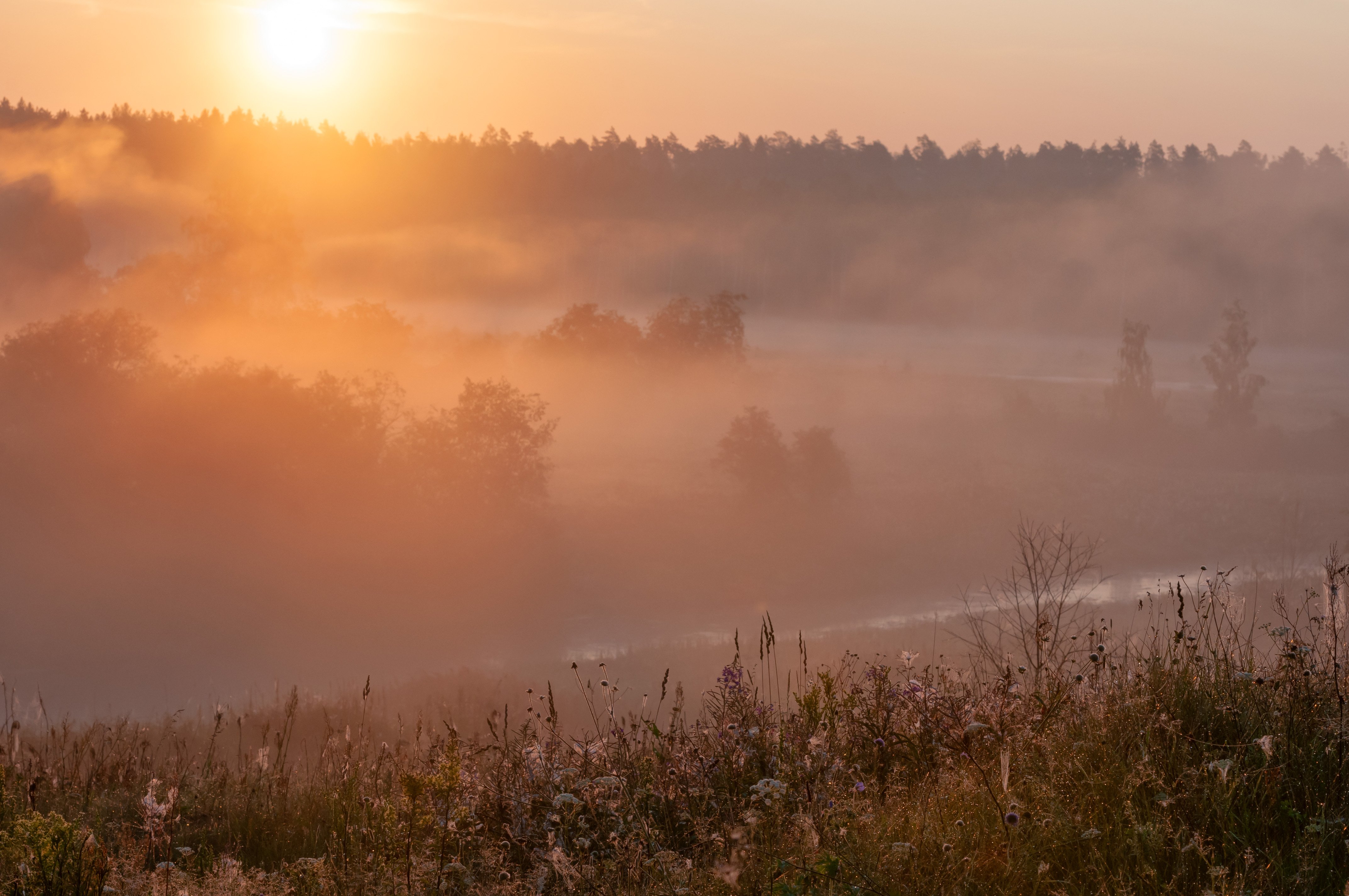 июль, лето, утро, восход, туман, природа, Yakovlev Artur