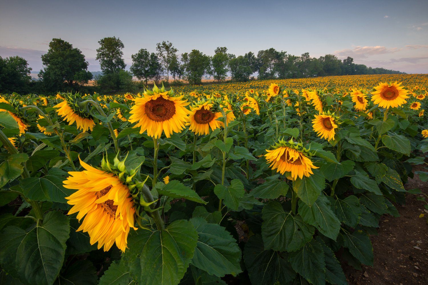 sunflowers, słoneczniki, polska, rydzewski, zawiercie, 35photo.pro, 35photo,canon,6d, nature, landscape,silesia,zawiercie, , Marcin Rydzewski