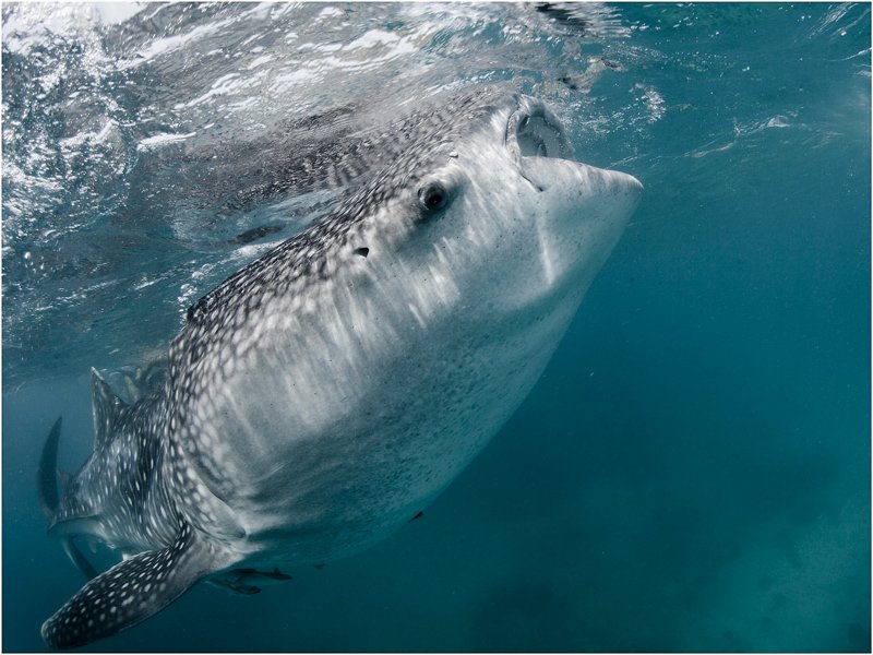 philippines, whale shark, Олег Федин