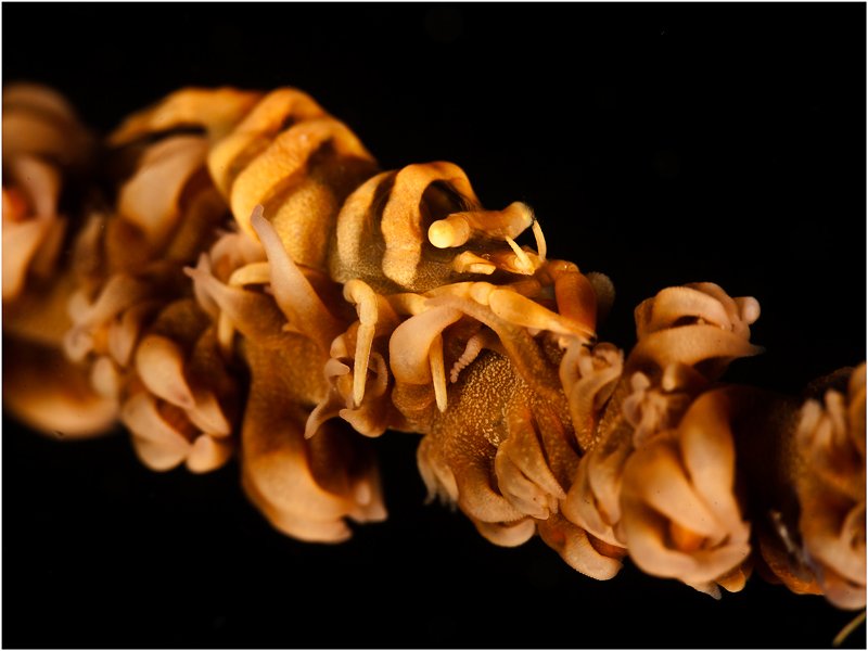 black corall shrimp, philippines, pontonides unciger, Олег Федин