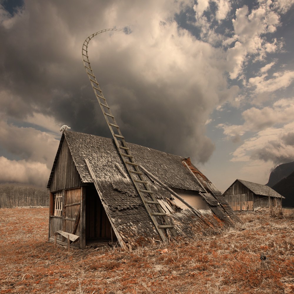 forest, cat, clouds, roof, alone, wood, abandoned, mounting, high, ladder, visitor, souse, Caras Ionut