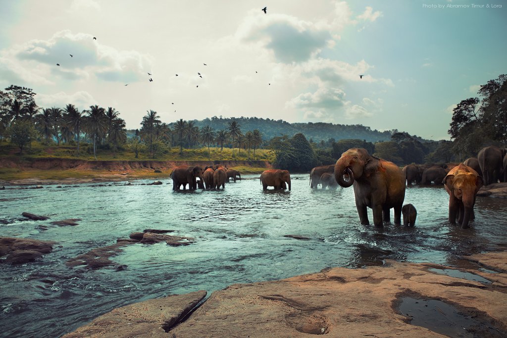 слоны, река, природа, шри-ланка, цейлон, Лора