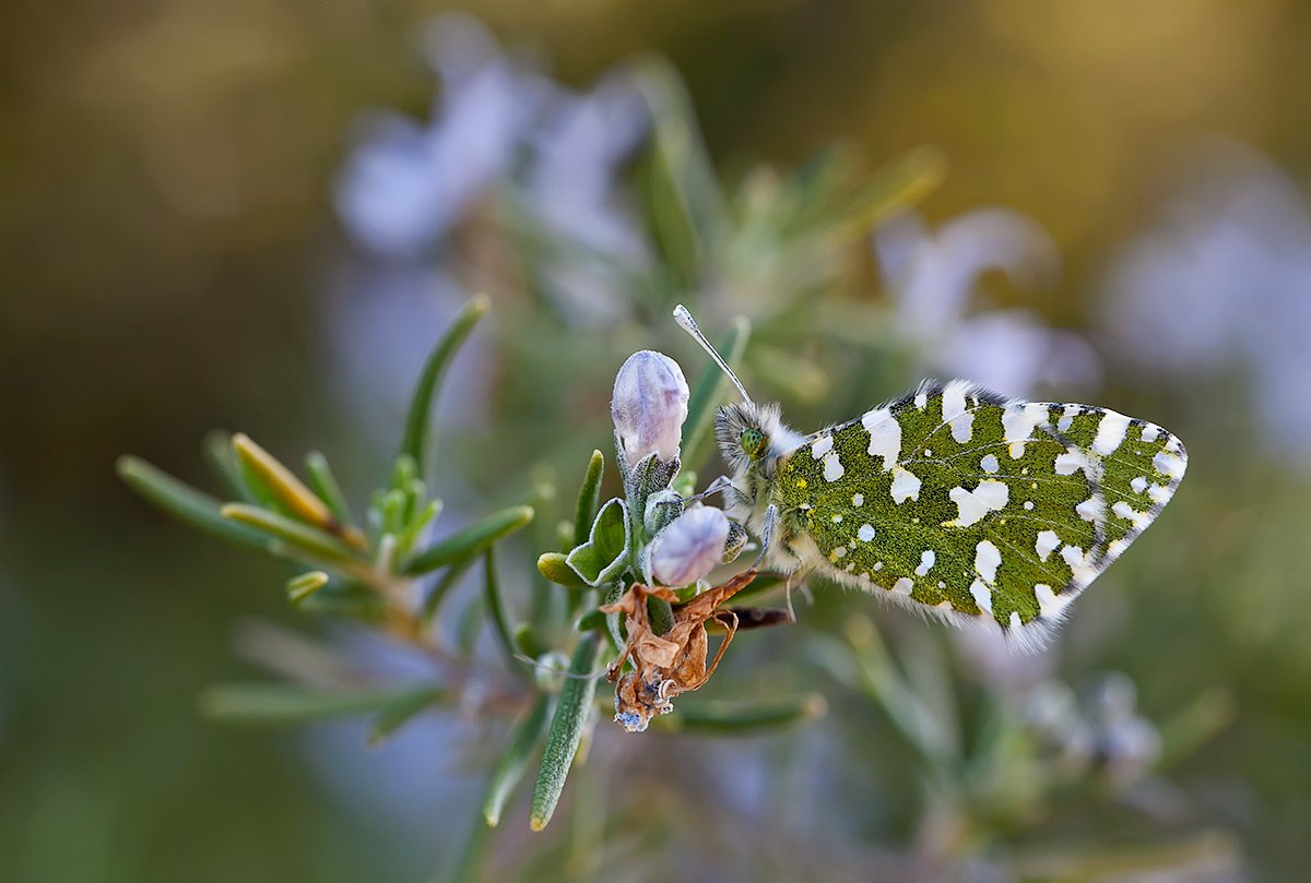 lepidoptera, Remus Moise