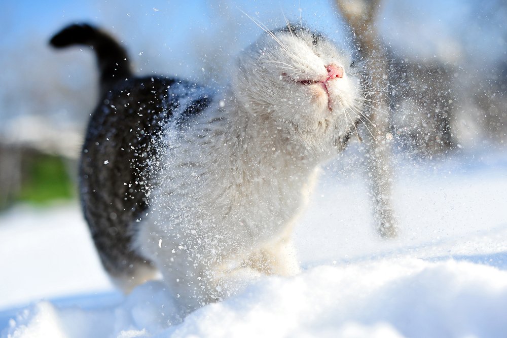 кот, барсик, снег, сугроб, кошки, животные, коты, Сотсков Николай