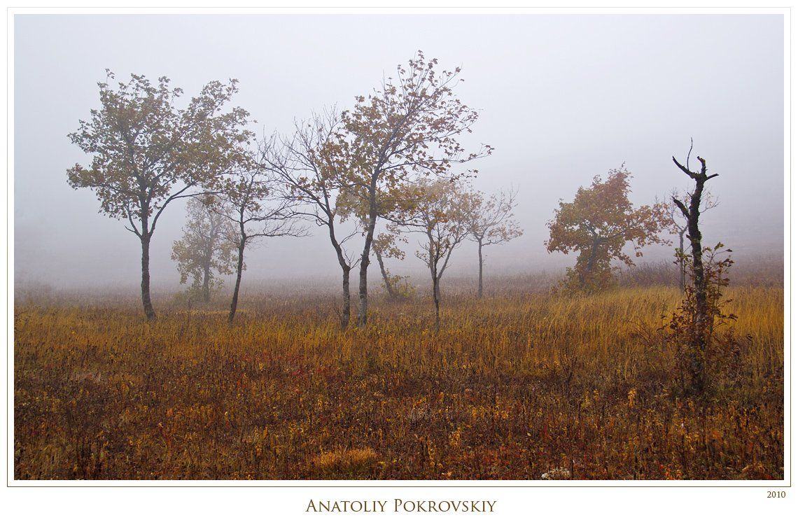 крым, горы, туман, осень, берёза, клён, анатолий покровский, Анатолий Покровский