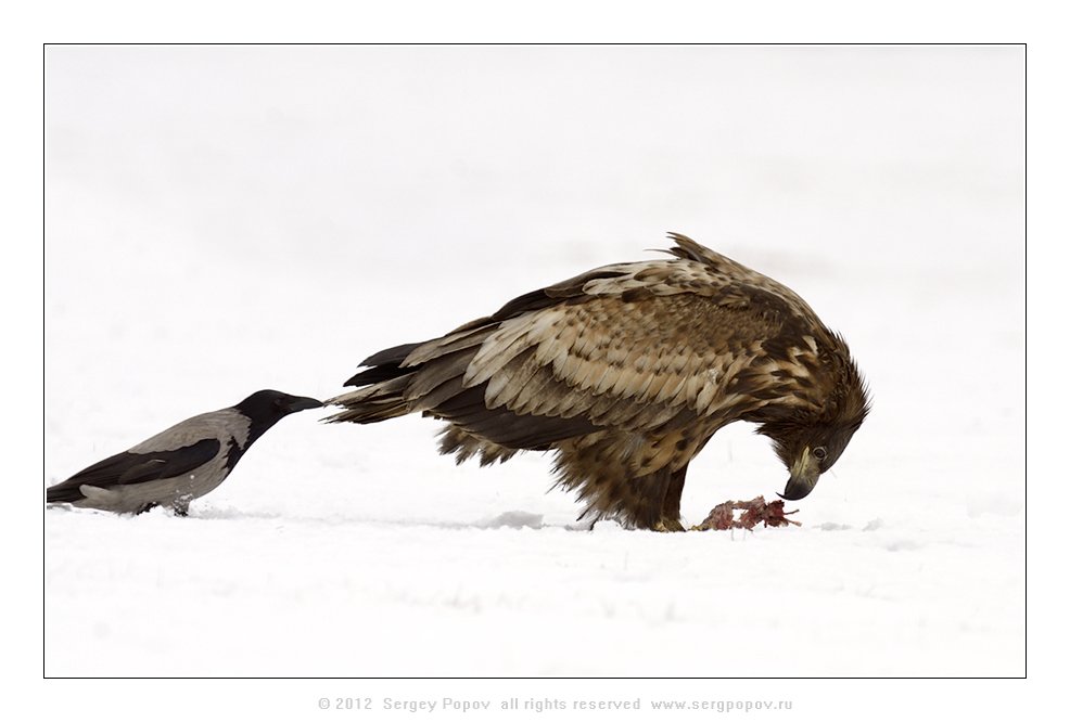 орлан-белохвост, фотографии дикой природы, Попов Сергей