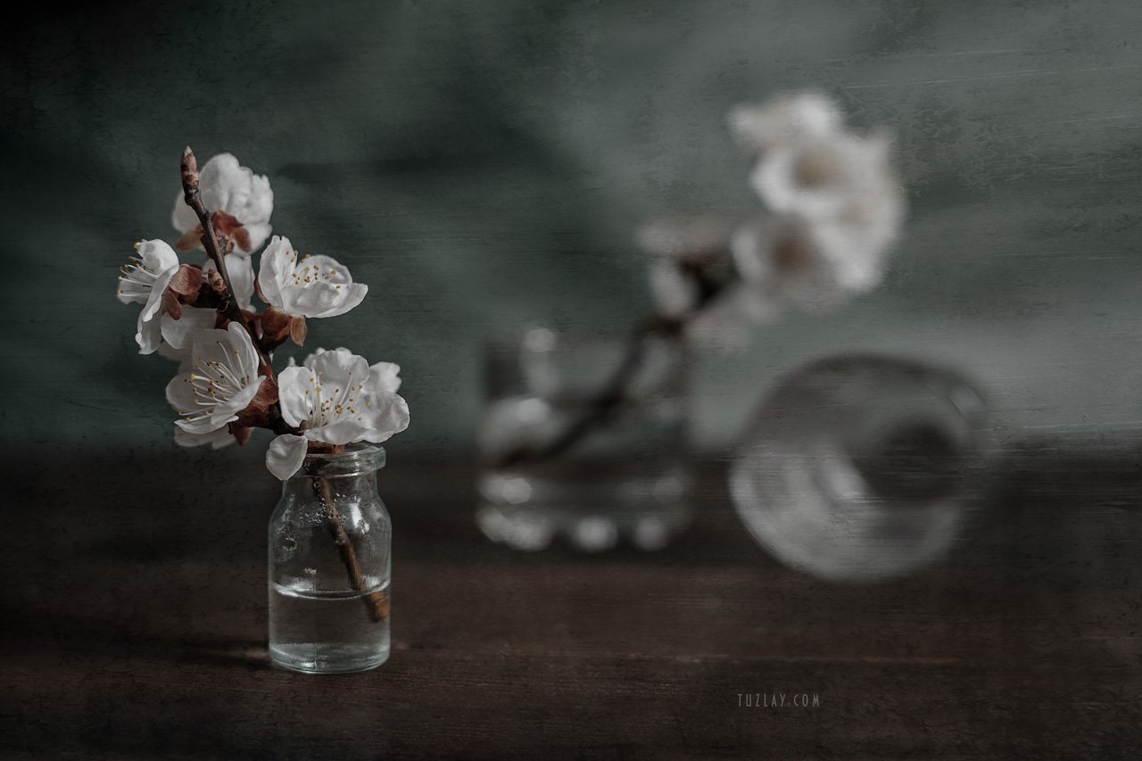 весна в стакане, весна во флаконе,белый цветки, цветки абрикоса, Владимир Тузлай