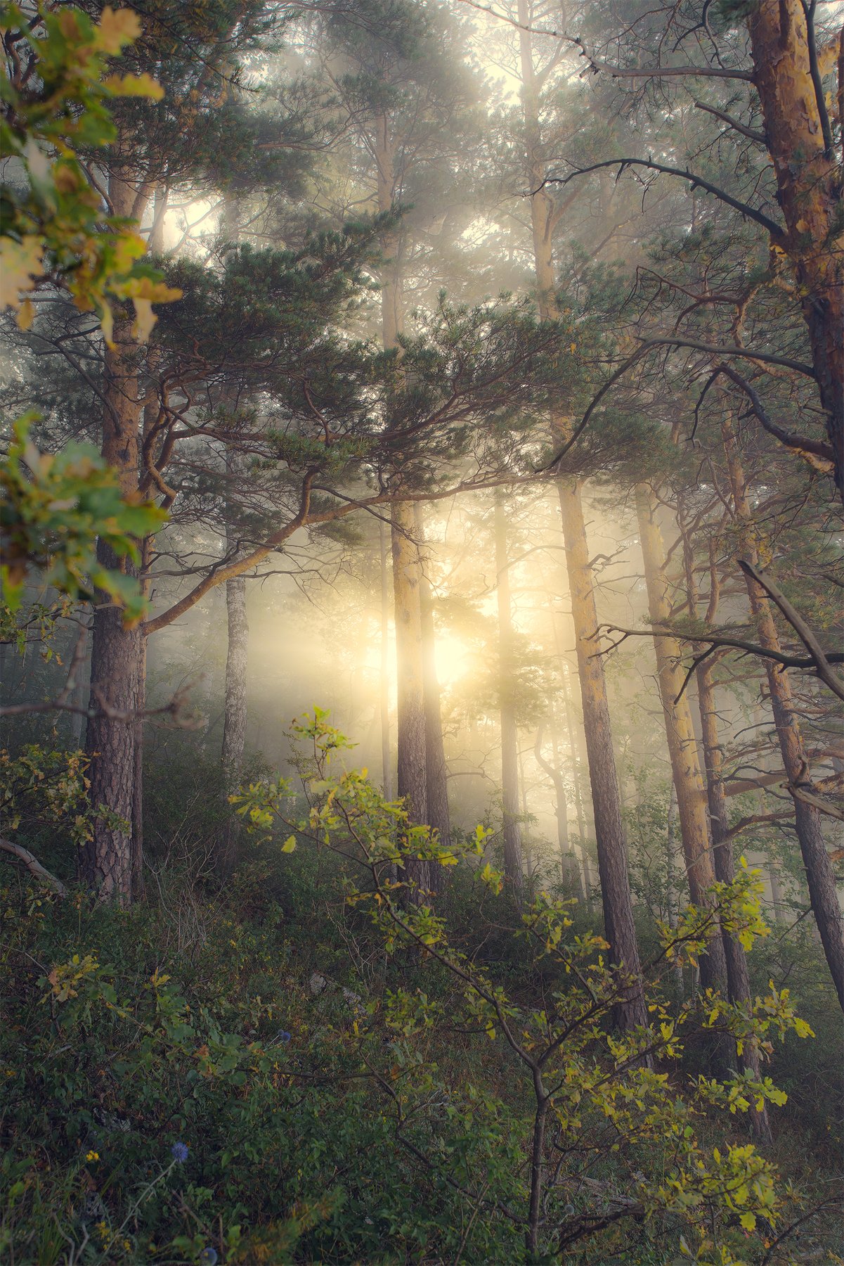 утро, туман, рассвет, лес, золотой свет, Оксана Гимранова