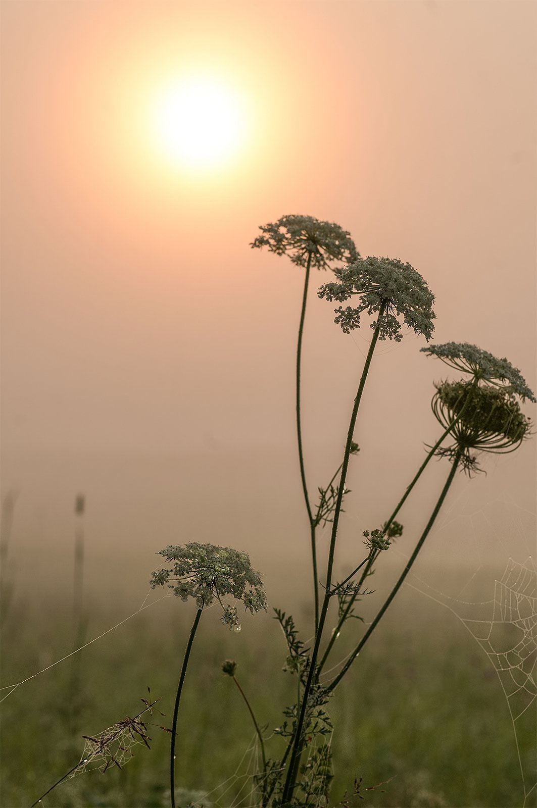 fog,morning,flowers,summer, Daiva Cirtautė