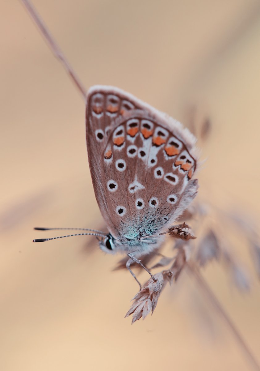 butterfly, nature, Mycatherina