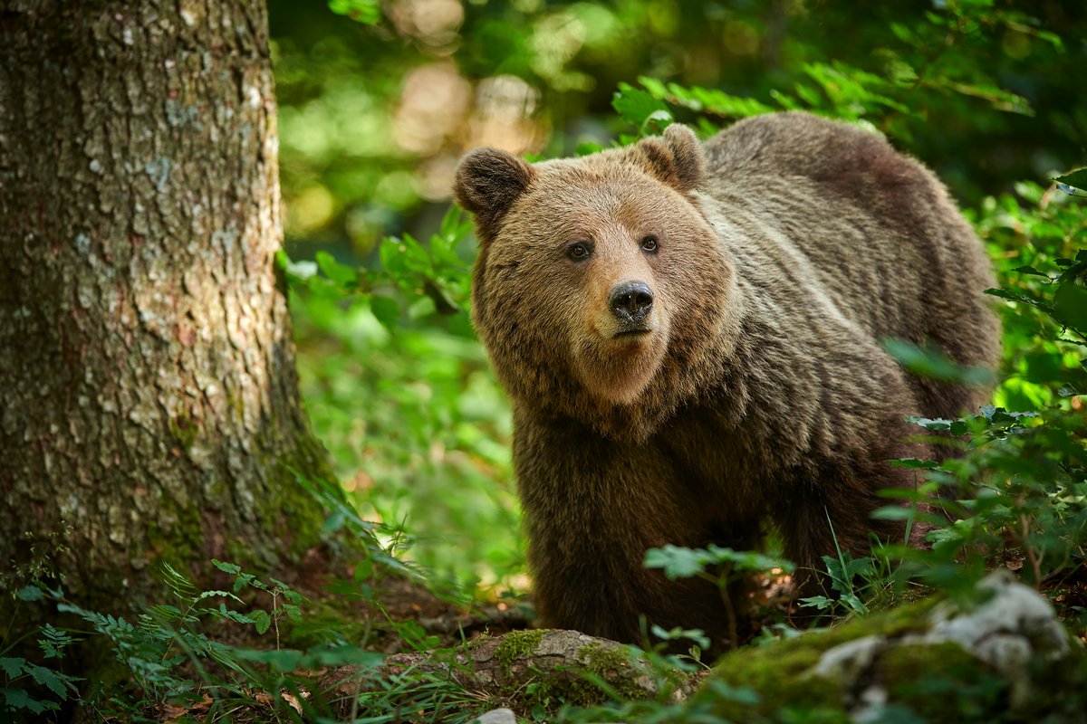 bear, animals, wildlife, brown, ursus, arctos, wild, nature, forest,, Piotr Krześlak