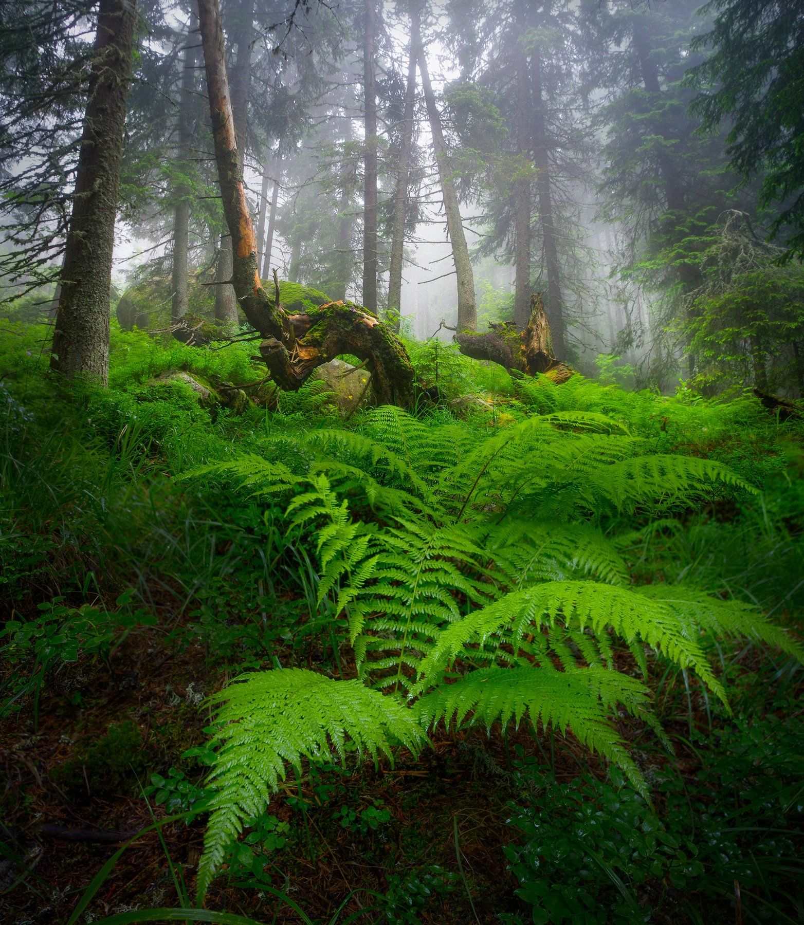 landscape nature scenery forest wood mist misty fog foggy mountain vitosha bulgaria туман лес, Александър Александров