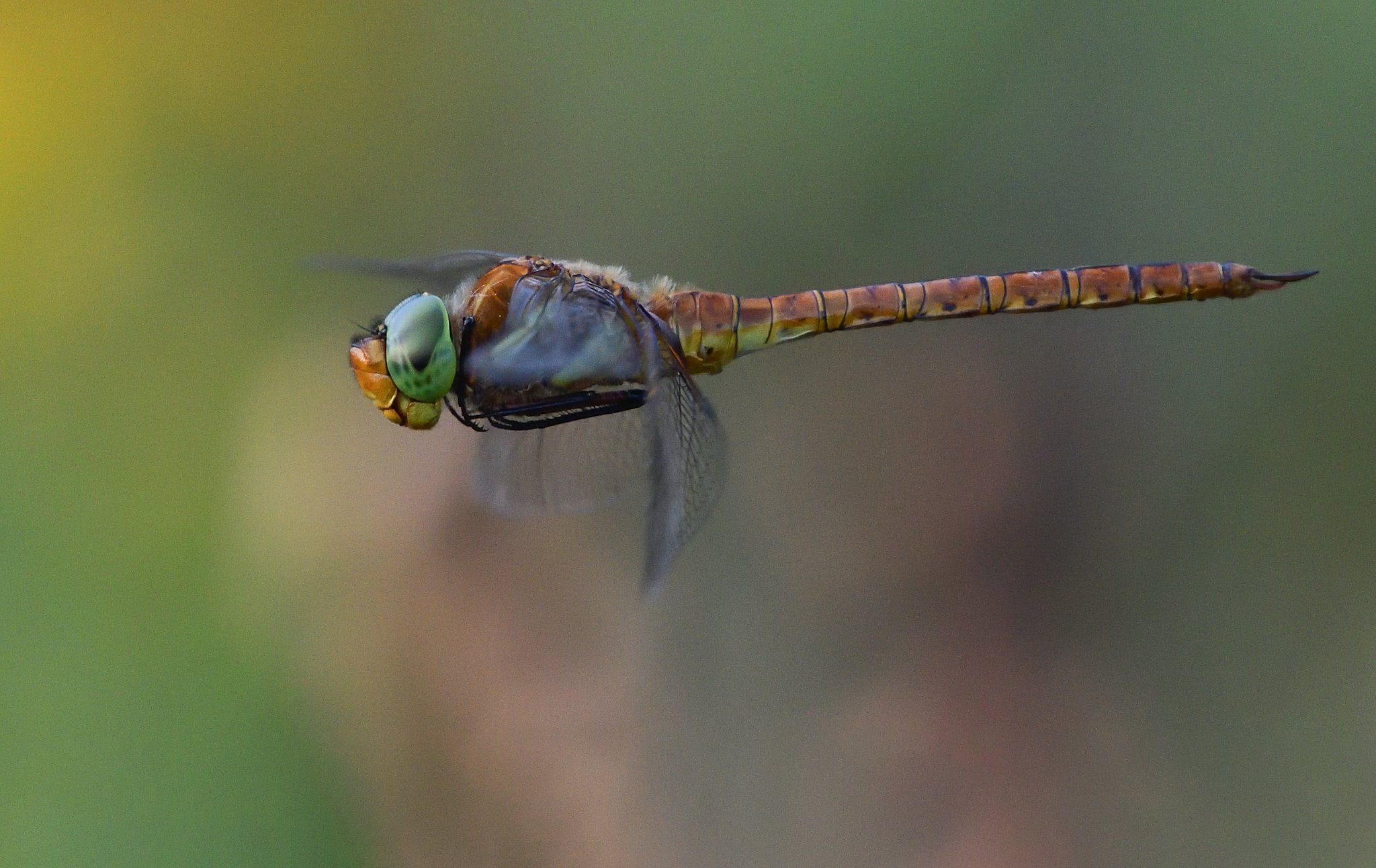 fly, insect, dragonfly, green, air, light, Димитър Русев