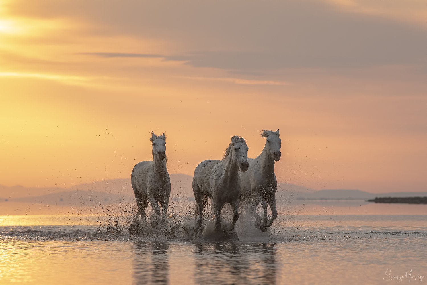 camargue horses., Sergey Merphy