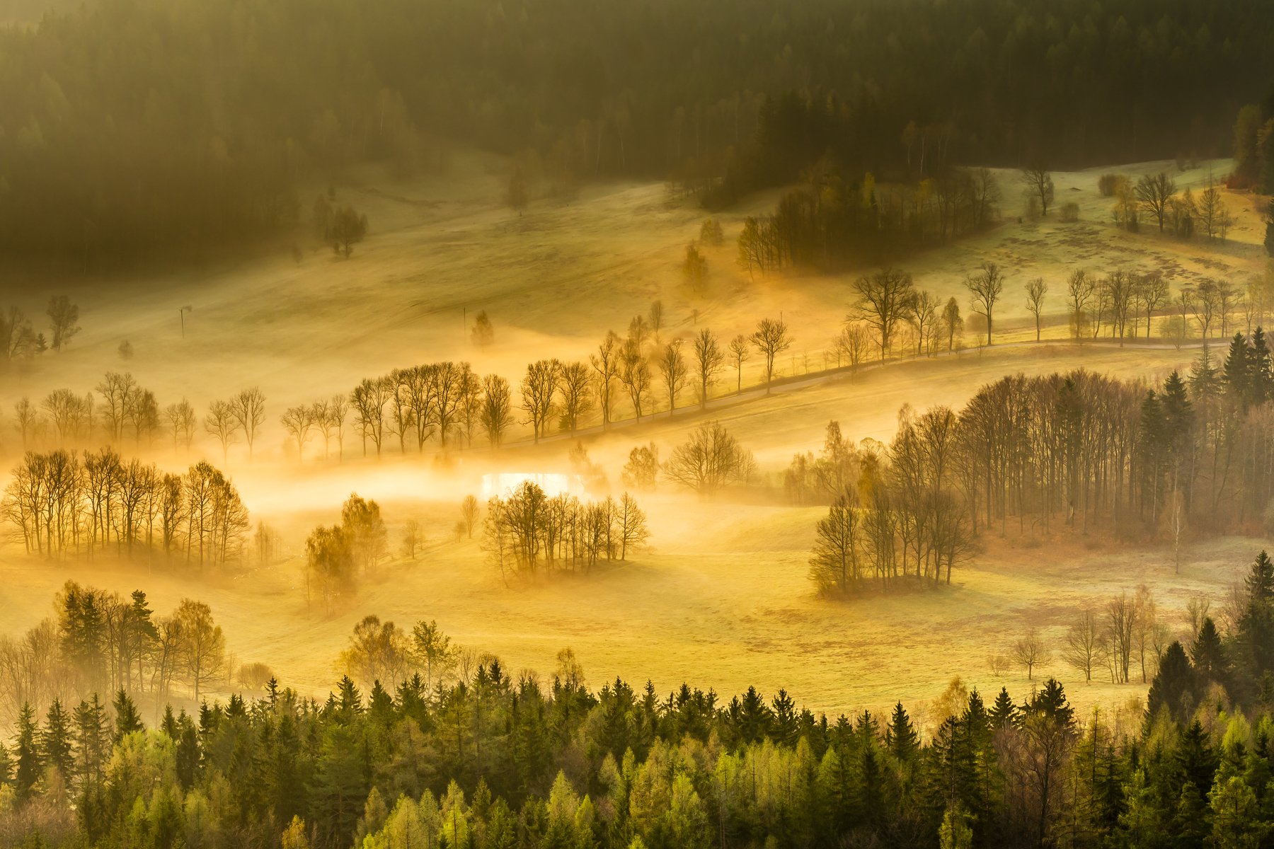 sunrise, morning, sun, green, beautiful, trees, forest, light, spring, Tomasz Myśliński