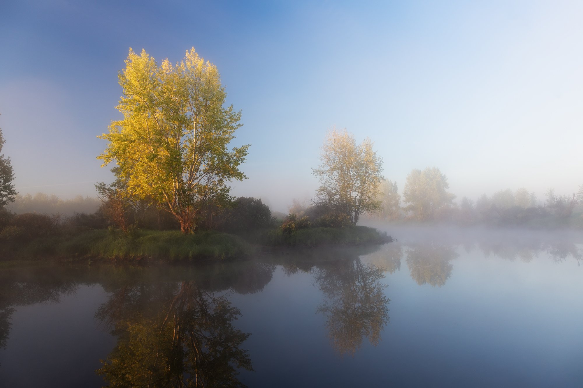  утро, туман, протока, деревья, отражения,  Гобова Наталья