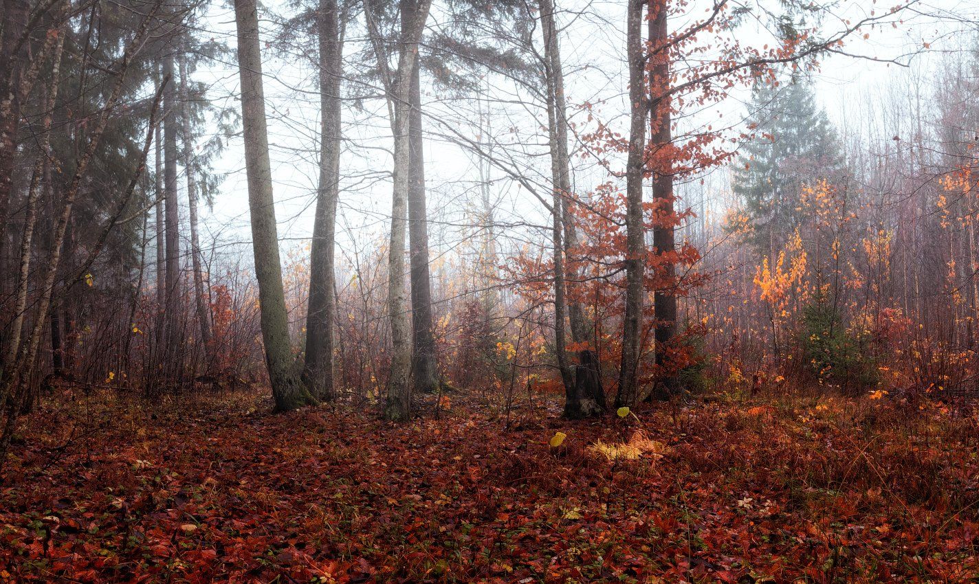 лес, осень, туман,, Сергей Шабуневич