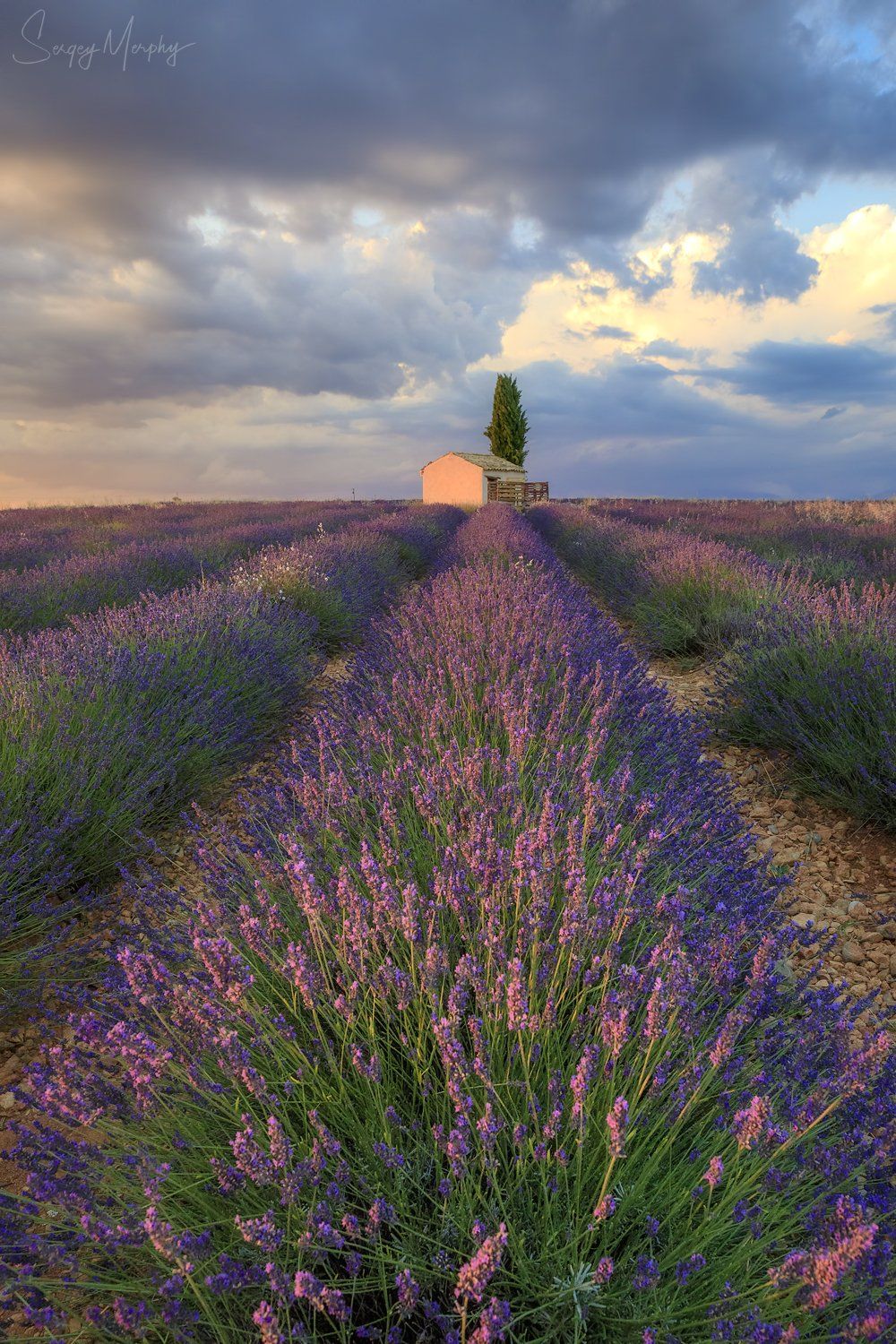 lavender fields small house provence, Sergey Merphy