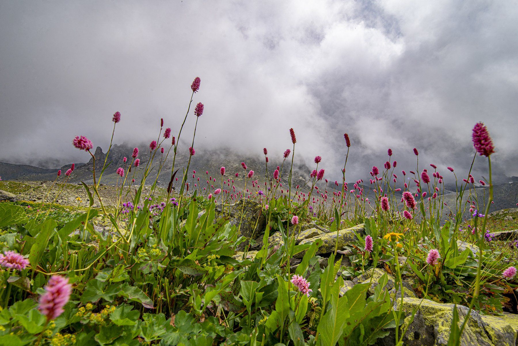 flowers,mountains,clouds., mehmet enver karanfil