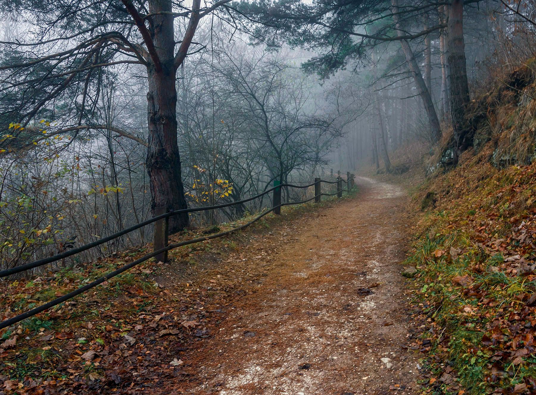 осень, парк, туман, деревья, природа,, Алиева Татьяна