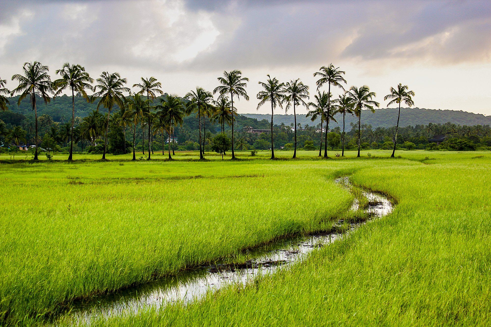 goa india, Chetan Verma