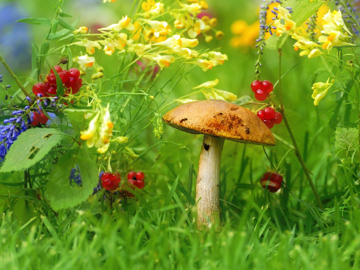 природа,  цветы, лето, грибы, vladilenoff