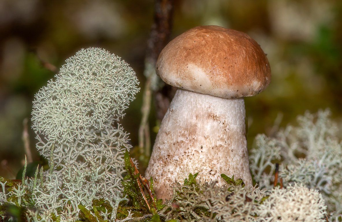 печора,грибы,лес,север,природа,тихая охота,pechora,mushrooms,forest,north,nature,quiet hunting, Игорь Триер