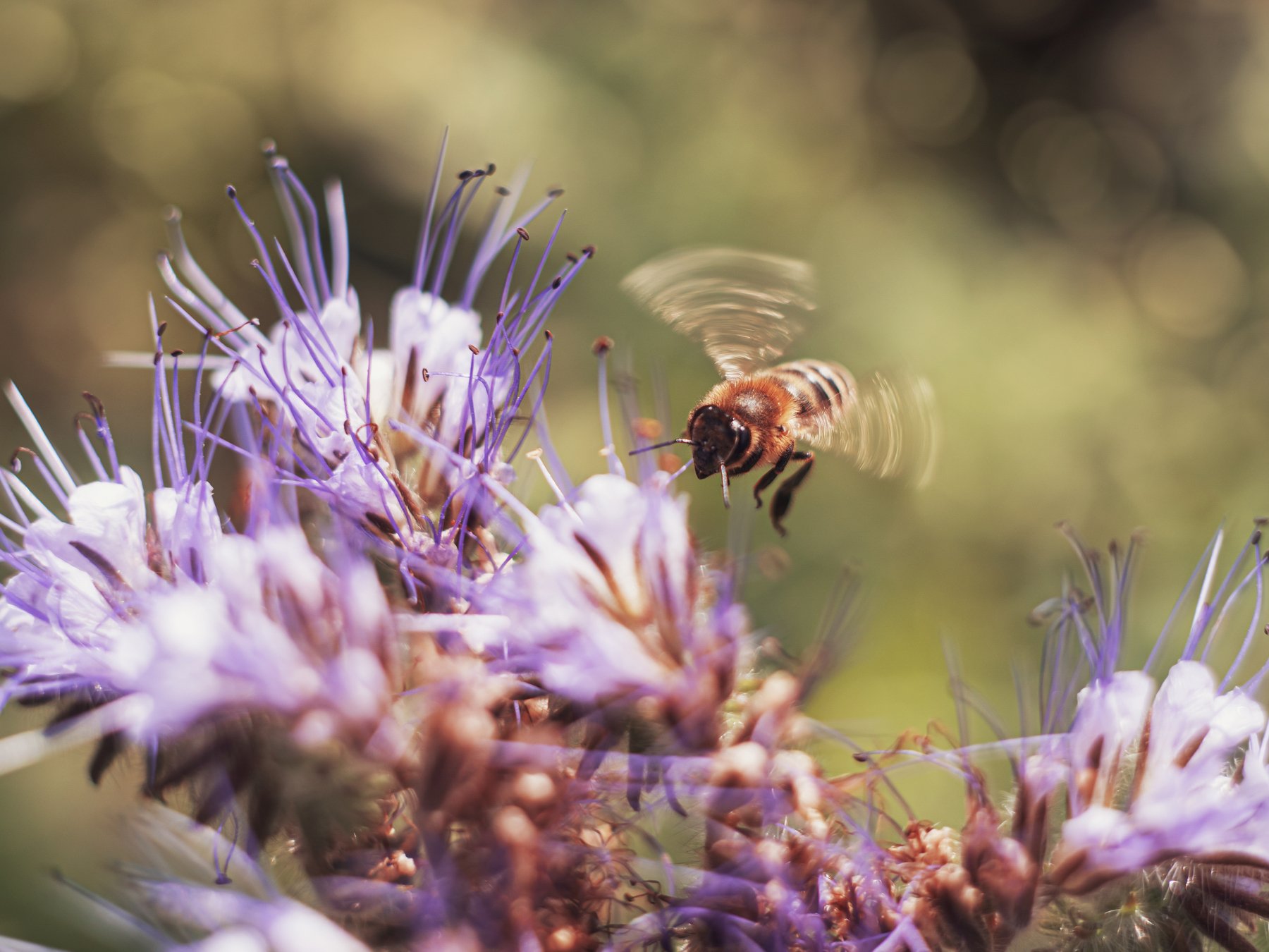 лето пчела гелиос44 макро цветы природа, Анастасия Третьякова
