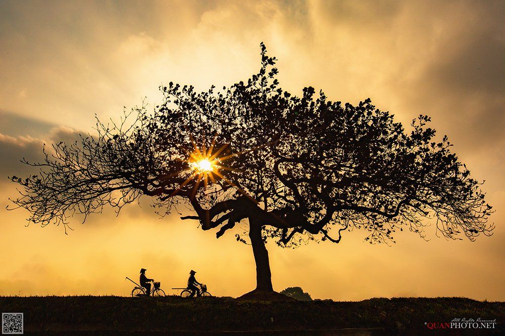 quanphoto, landscape, sunset, sundown, rural, countryside, farmers, lonely_tree, vietnam, quanphoto