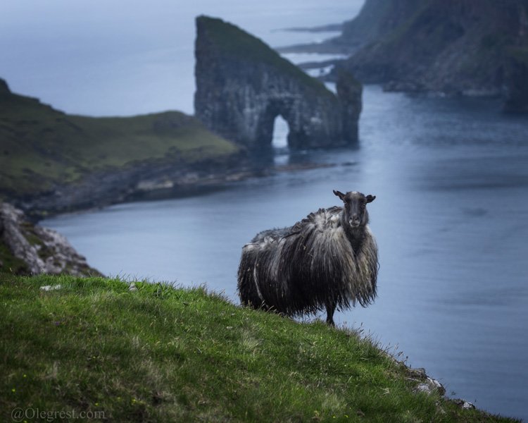 фареры фарерские острова овцы скала океан, Oleg Rest