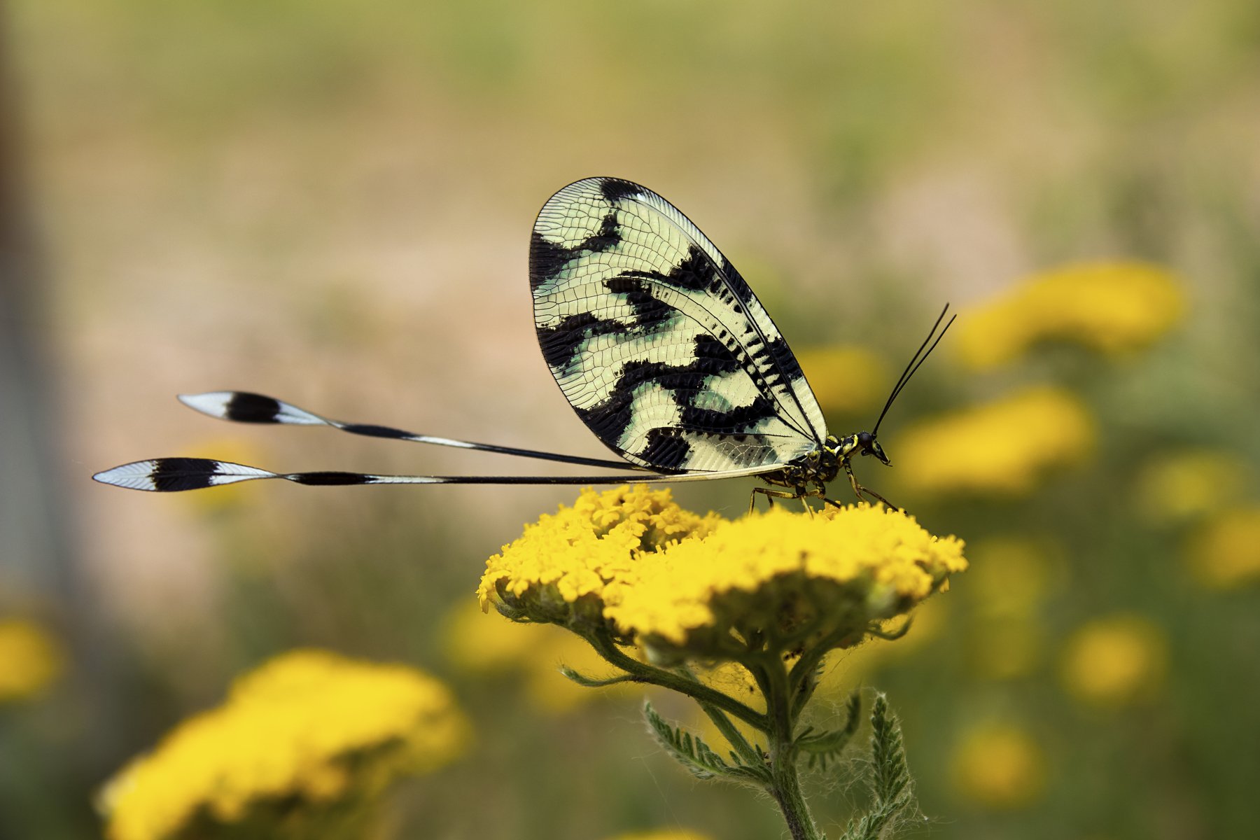 macro,art,butterfly,colors,spring,wildlife,life,freedom,passion,peace,photography,, Nihan Bayındır