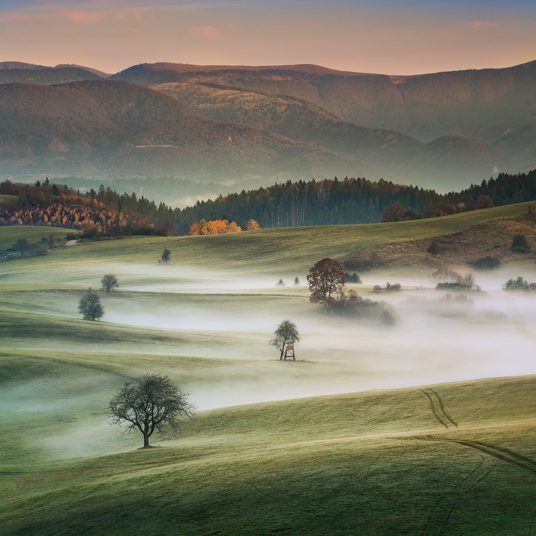 slovakia, morning, meadows, foggy, trees, mountain, , Adrian Misiak
