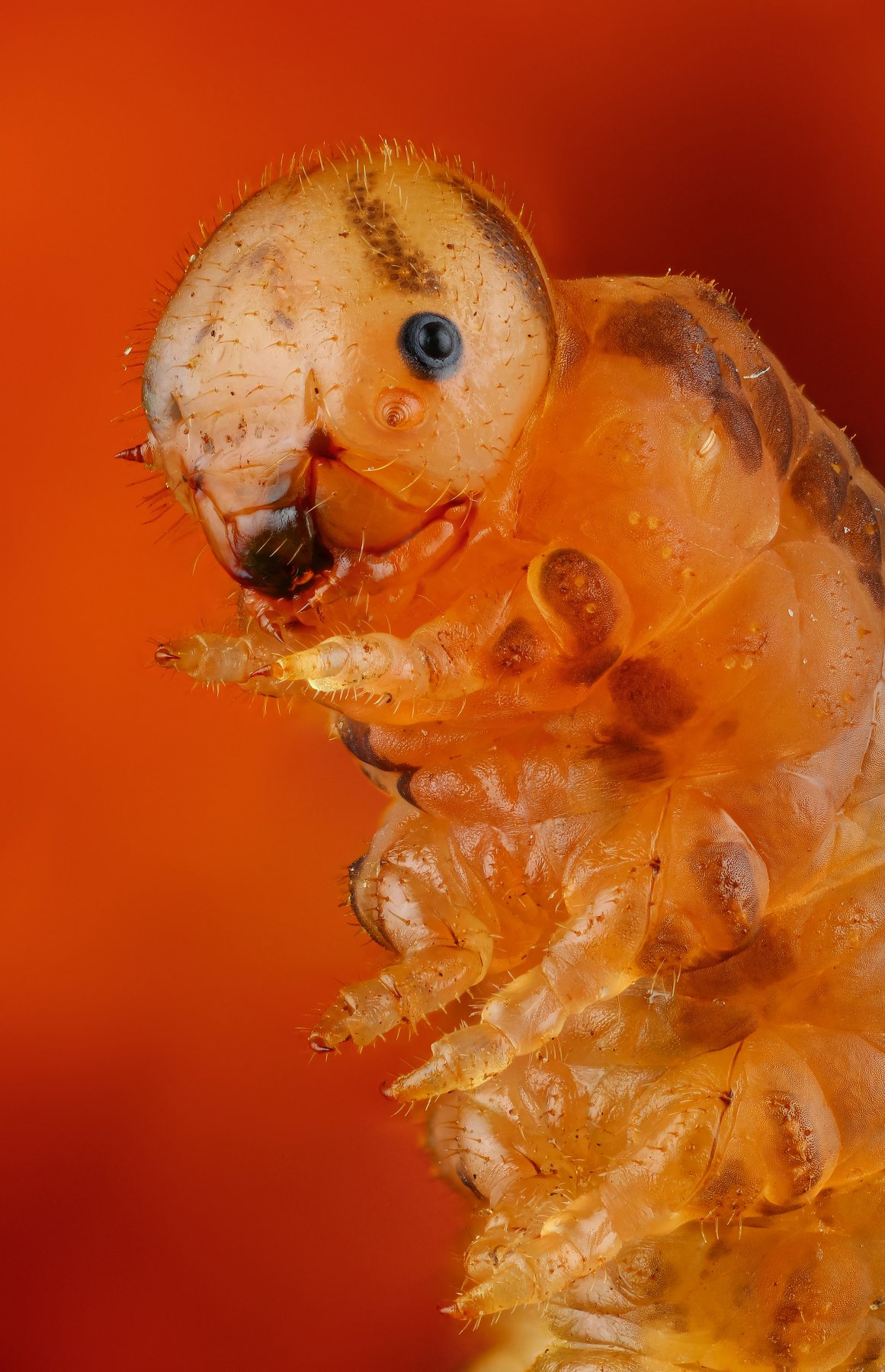макро портрет насекомое личинка оранжевый цвет, Андрей Шаповалов