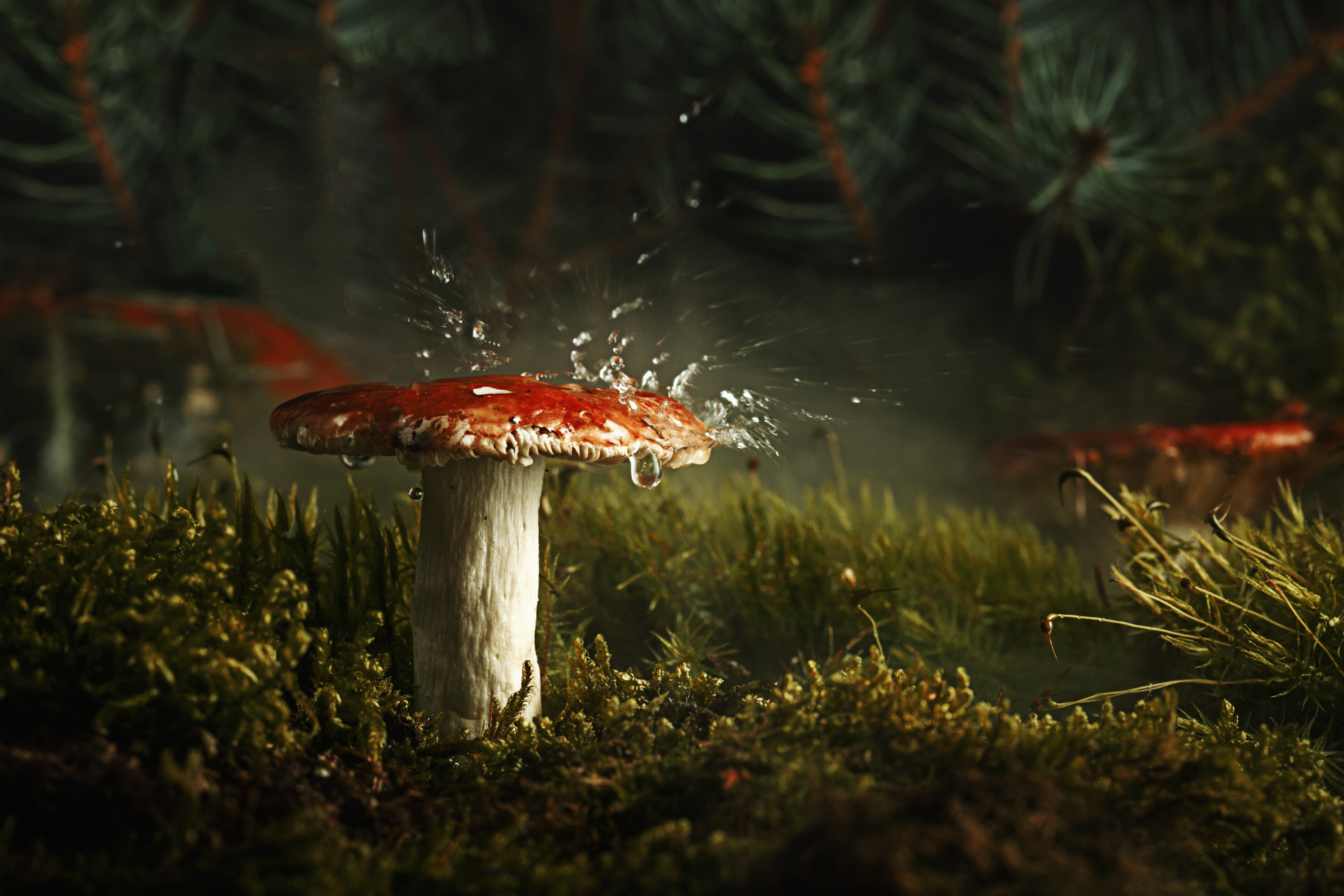 грибы природа лес дождь утро макро мох ель, Йоко Смирнова