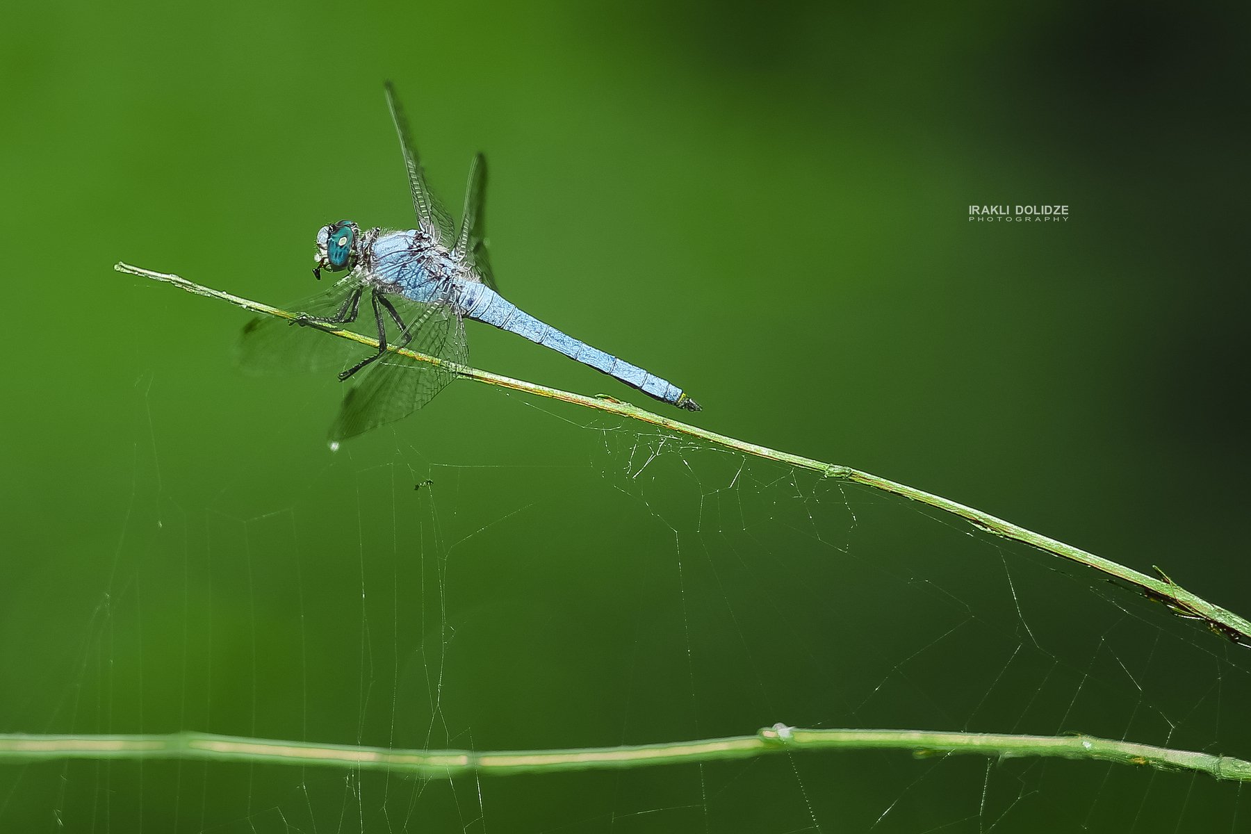 macro, dragonfly, close-up, nature, colors, green, blue, outside, photography, photo, ირაკლი დოლიძე