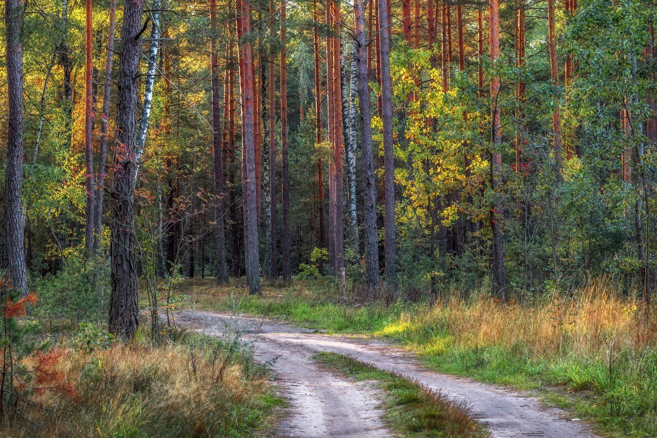 осень, лес, дорога,, Сергей Шабуневич
