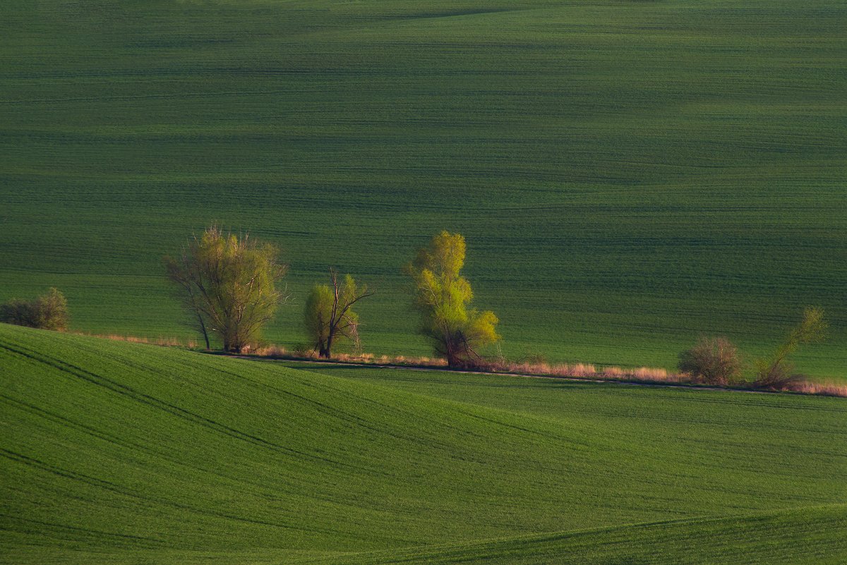 , Романский Владимир (NikonZoom)