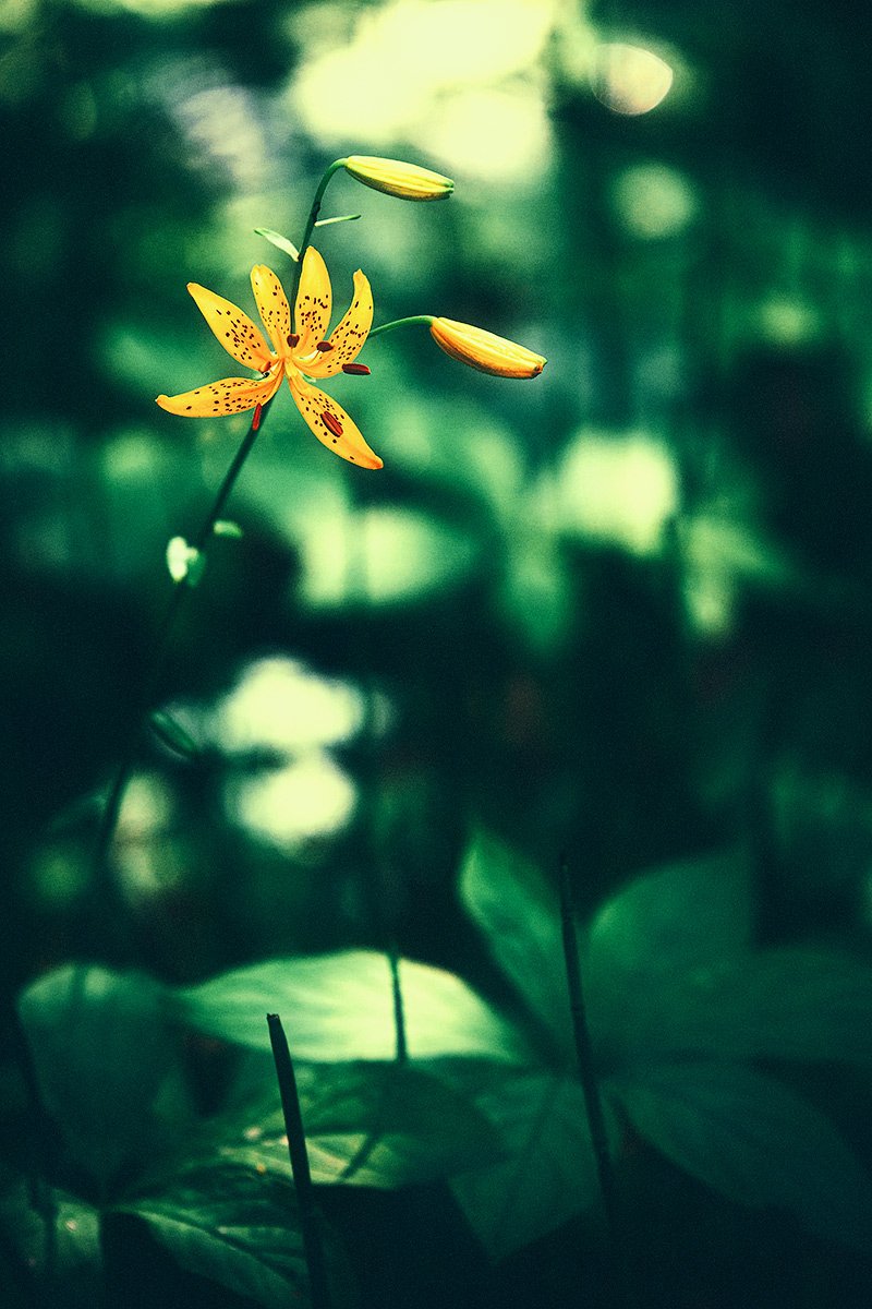 цветок, лилия, Андрей Кровлин