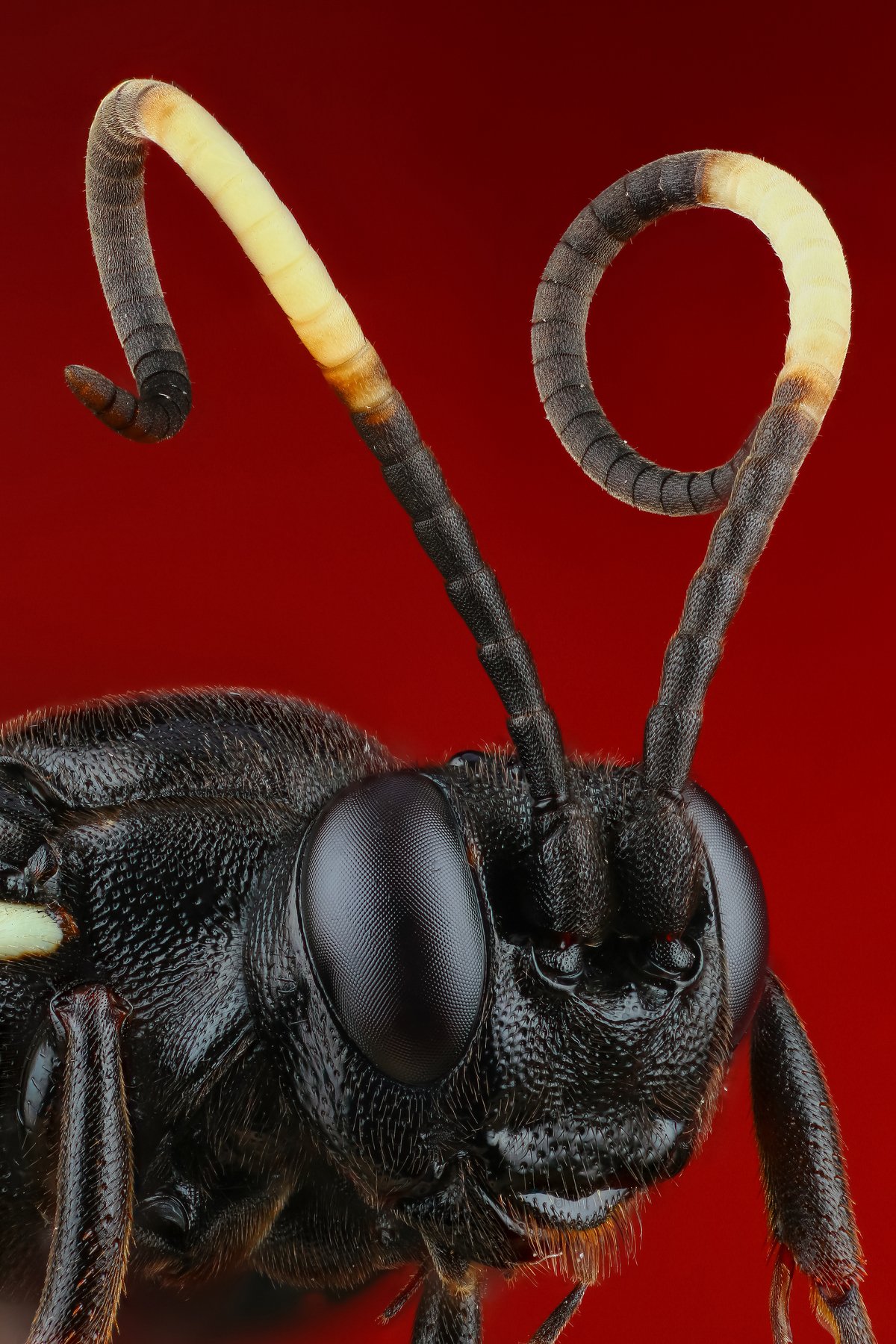 макро портрет насекомое оса красный цвет, Андрей Шаповалов